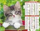 Calendrier du Facteur 2026 | Almanach mural Chatons Sibériens - chaton tigré aux yeux bleus édition 2026