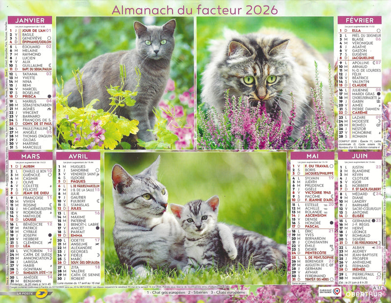 Calendrier du Facteur 2026 | Almanach mural Chats Élégants - Somali, Maine Coon et chat européen bicolore édition 2026