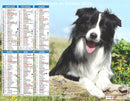 Calendrier du Facteur 2026 | Almanach mural Chiens de Berger - Bergers Australiens édition 2026
