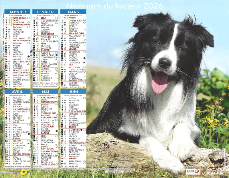 Calendrier du Facteur 2026 | Almanach mural Chiens de Berger - Bergers Australiens édition 2026