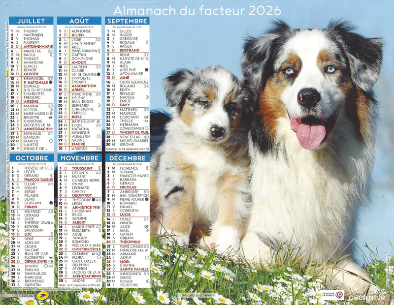 Calendrier du Facteur 2026 | Almanach mural Chiens de Berger - Border Collie édition 2026