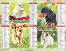 Calendrier du Facteur 2026 | Almanach mural Chiots Variétés - Épagneuls, Bergers Australiens et Bergers Blancs Suisses édition 2026