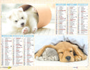 Calendrier du Facteur 2026 | Almanach mural Chiots & Chatons - animaux mignons en duo édition 2026